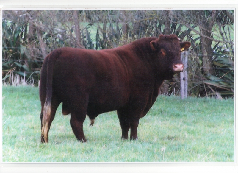 Rotokawa Bull