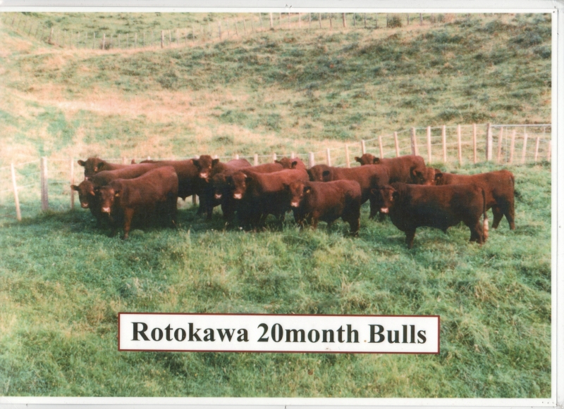 Rotokawa 20 months Bulls