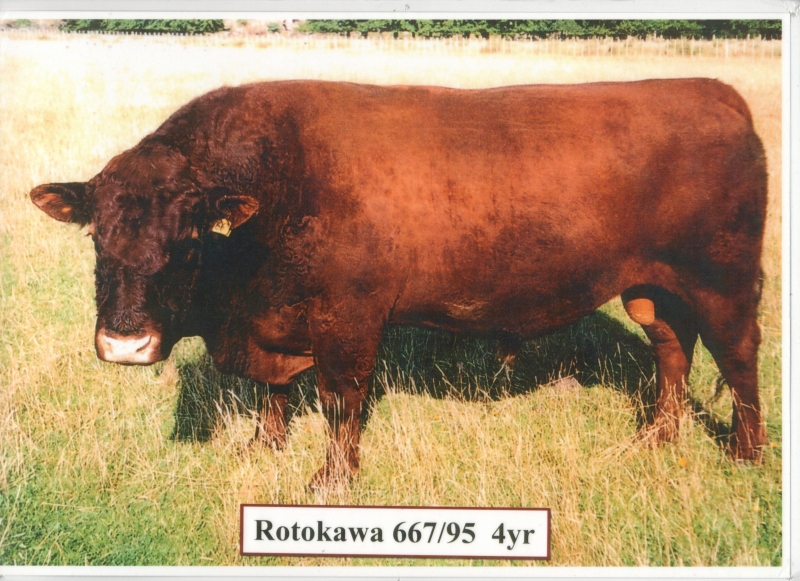 Rotokawa 667/95 4 yr