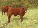 Month old bull calf