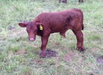 First Bull Calf 2013