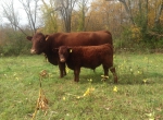 Young Bull Calf with Mother