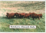 Rotokawa 20 months Bulls